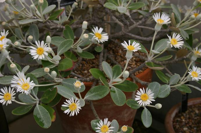 Pachystegia insignis var minor 