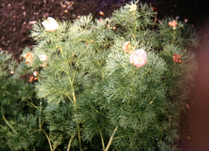Paeonia tenuifolia Pink Form 