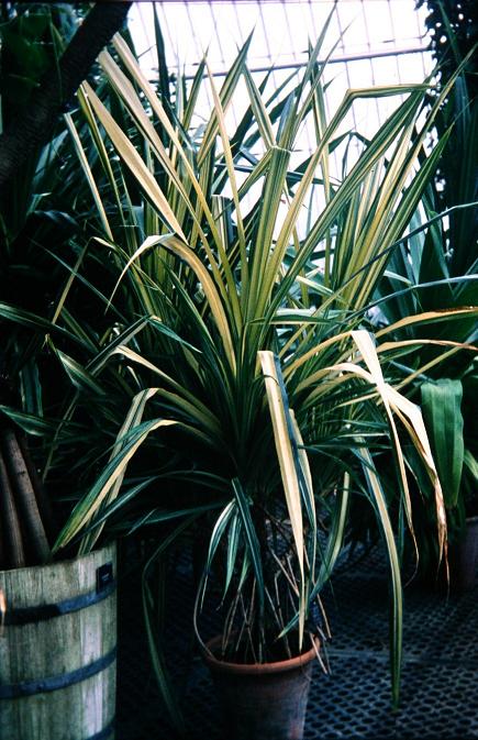 Pandanus odoratissimus 