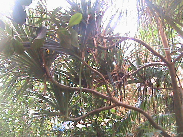 Pandanus utilis 