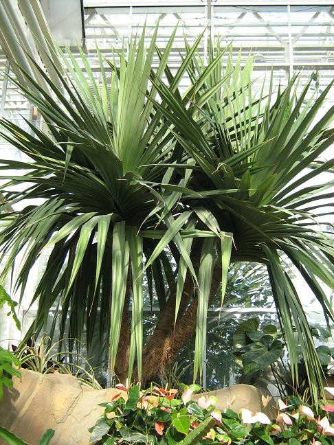 Pandanus utilis 