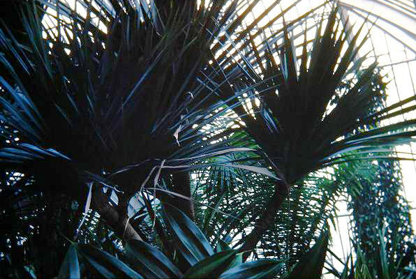 Pandanus utilis 