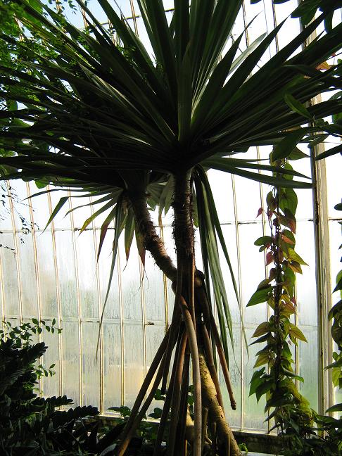 Pandanus vadermeeschii 