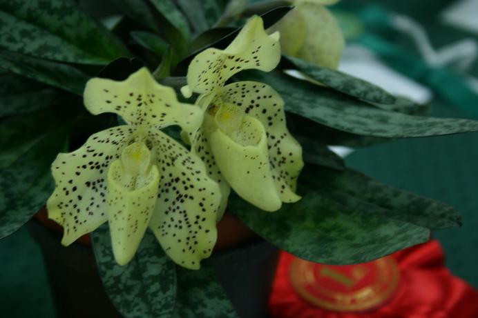 Paphiopedilum concolor 