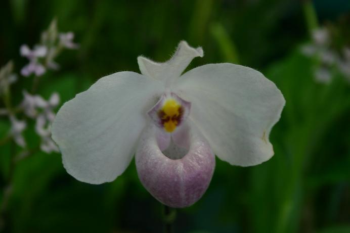 Paphiopedilum delenatii 