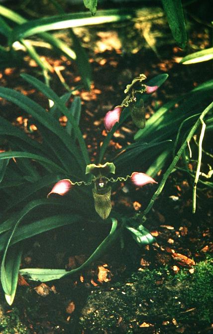 Paphiopedilum hirsutissimum 