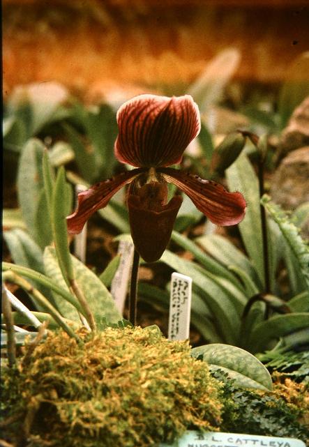 Paphiopedilum hirsutissimum 'Balls Variety' 