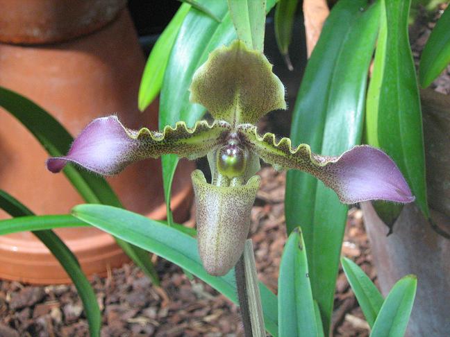 Paphiopedilum hirsutissimum var. hirsutissimum 