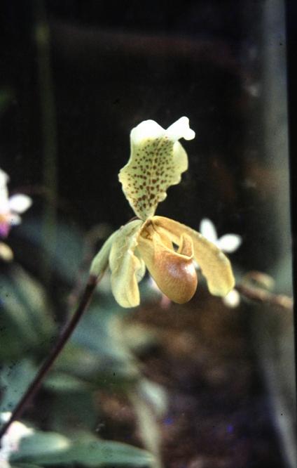 Paphiopedilum insigne 