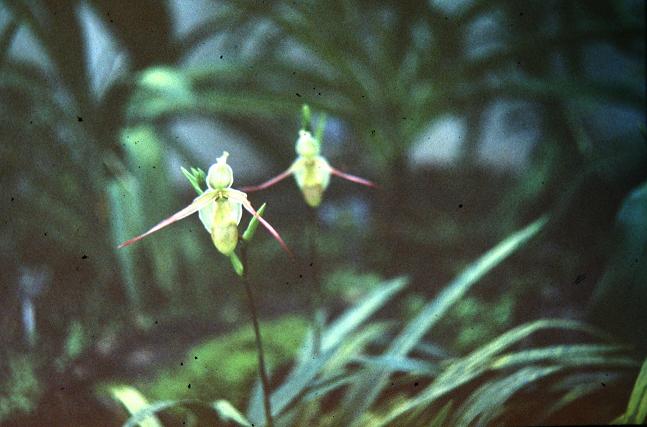 Paphiopedilum longifolium 