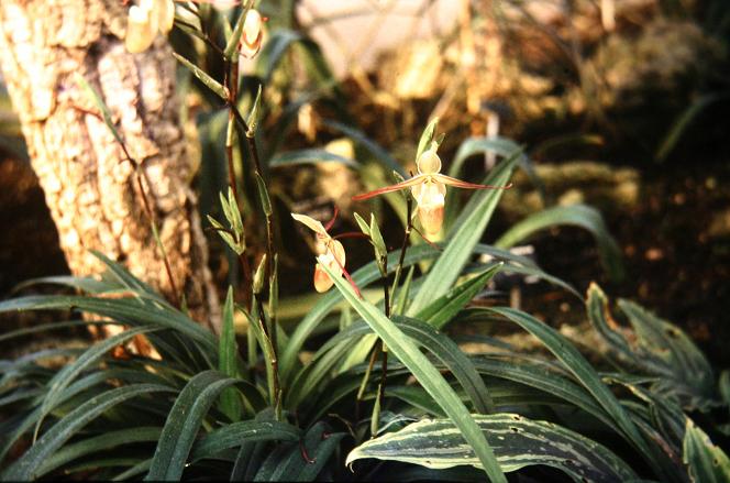 Paphiopedilum longifolium 