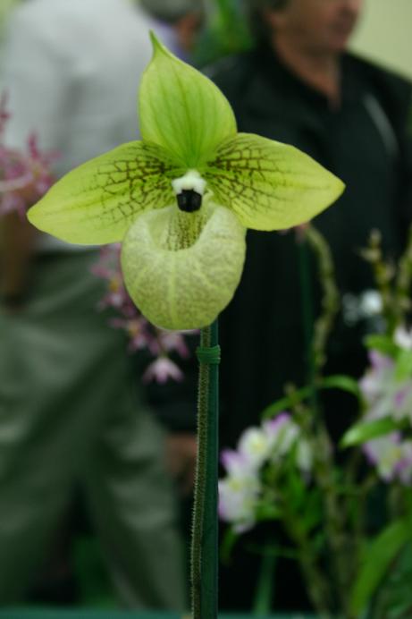 Paphiopedilum malipoense 