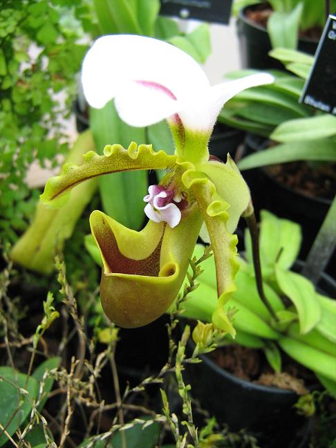 Paphiopedilum spicerianum 