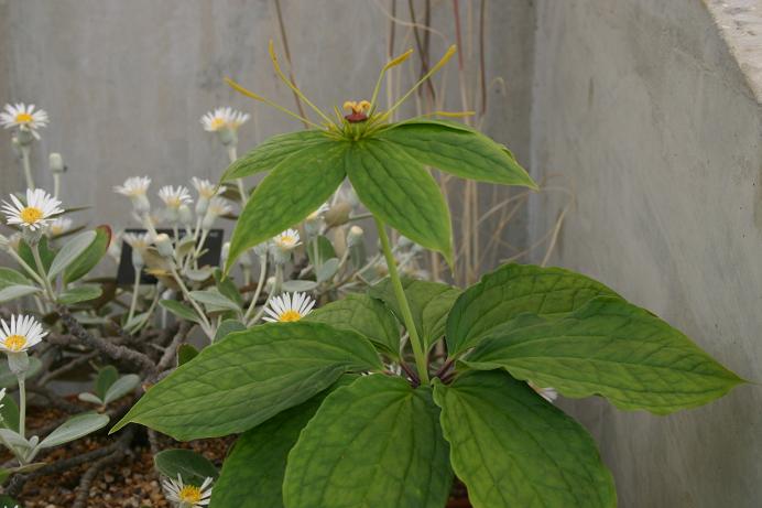 Paris polyphylla 