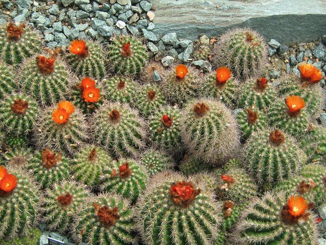 Parodia comarapana 