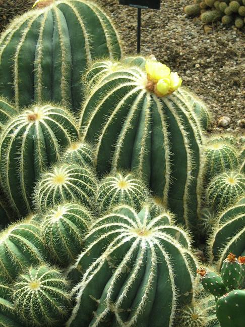 Parodia magnifica 