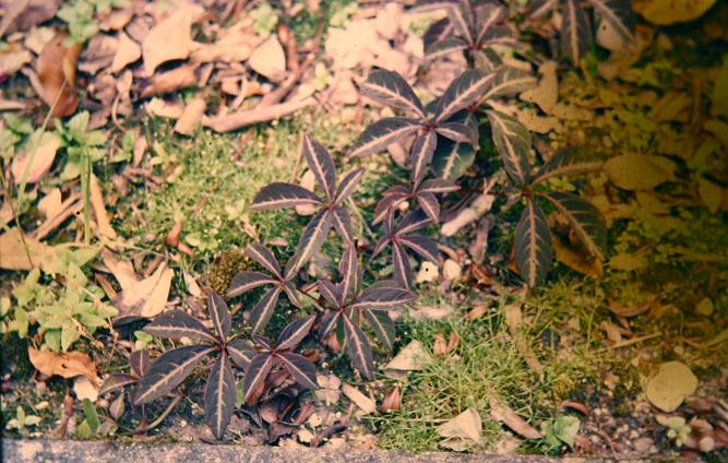 Parthenocissus henryi 