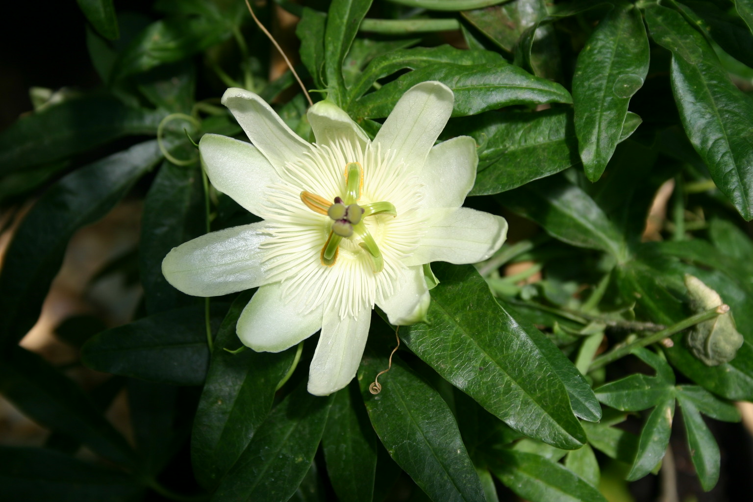 Passiflora caerulea 'Constance Elliott' 