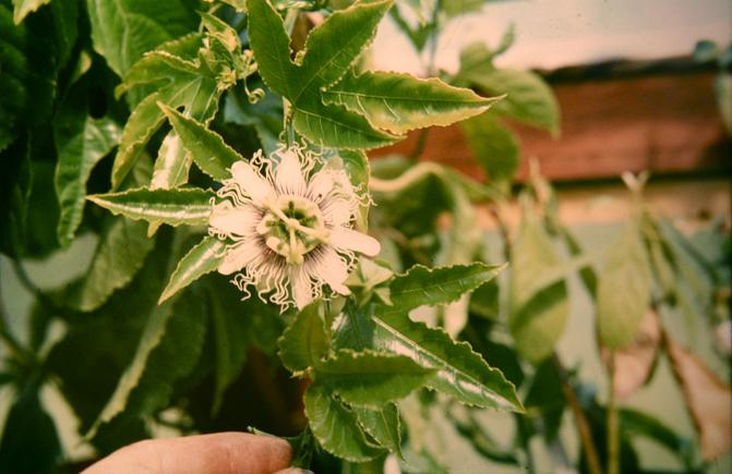 Passiflora edulis 