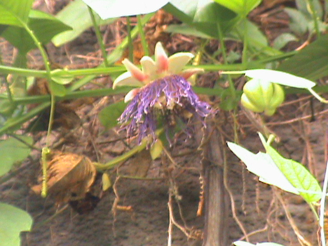 Passiflora quadrangularis 