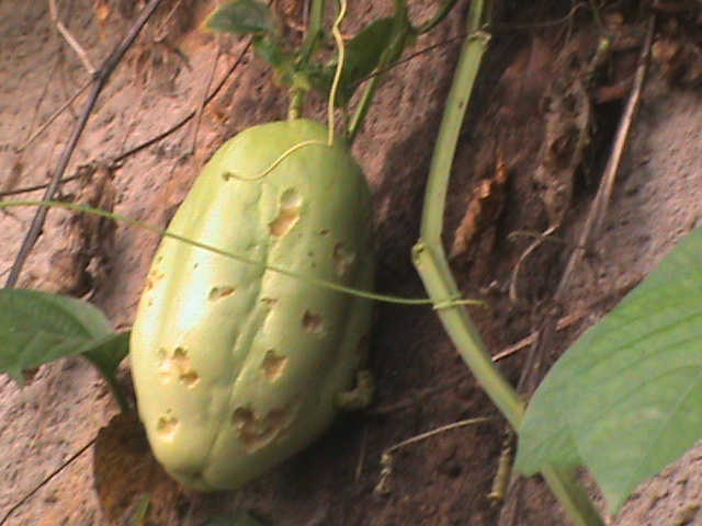 Passiflora quadrangularis 