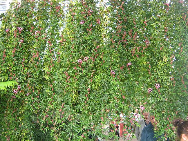 Passiflora x violacea 