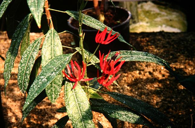 Pavonia multiflora 