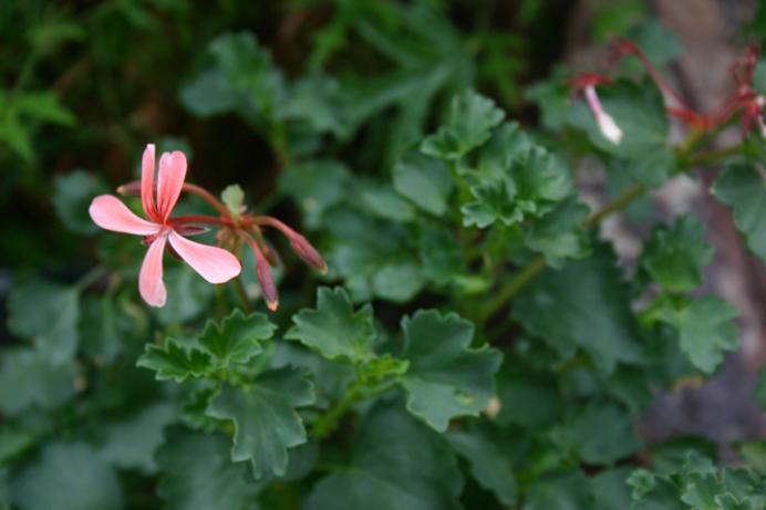 Pelargonium acetosum 