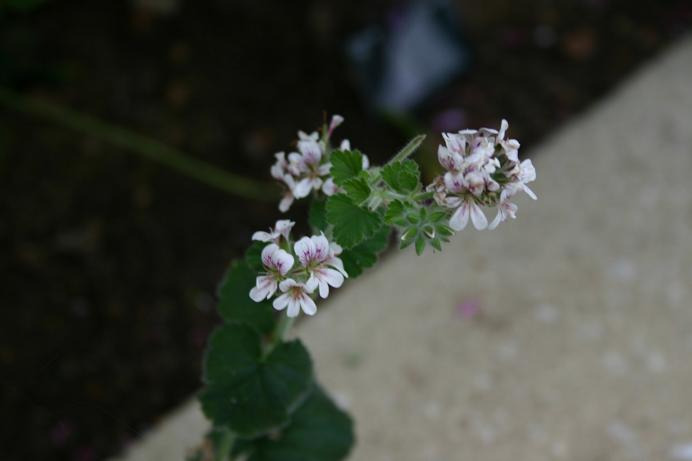 Pelargonium australe 