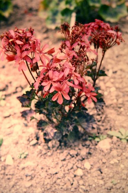 Pelargonium 'Black Vesuvius' 