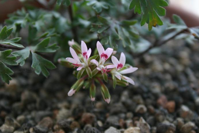 Pelargonium bubonifolium 