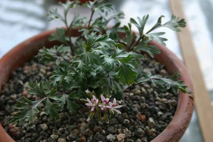 Pelargonium bubonifolium 