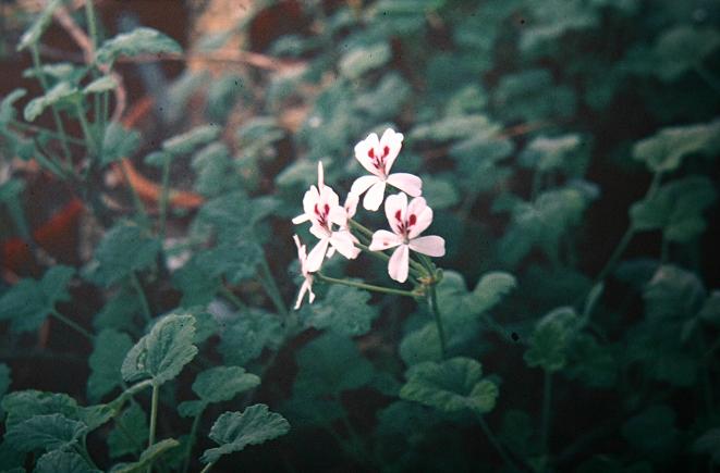 Pelargonium echinatum 