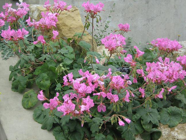 Pelargonium endlicherianum 