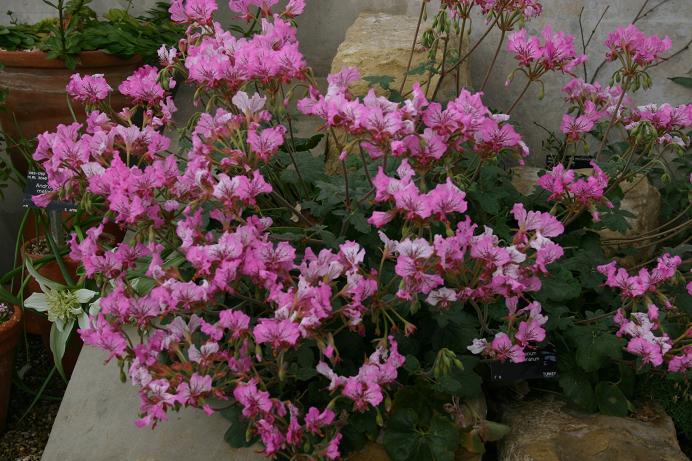 Pelargonium endlicherianum 