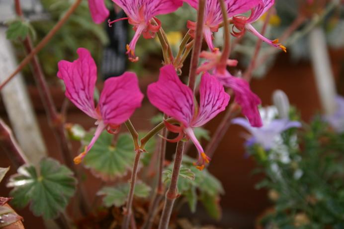 Pelargonium endlicherianum 