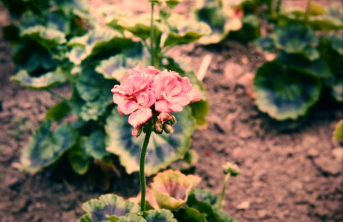 Pelargonium 'Genie' 