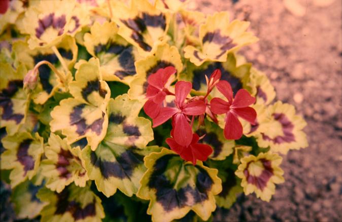 Pelargonium 'Golden Henry Hover' 