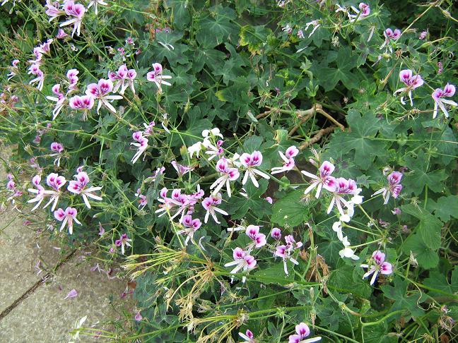 Pelargonium grandiflorum 