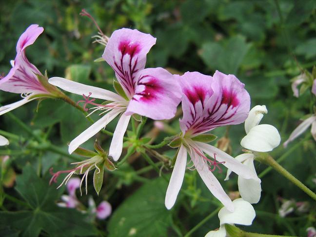 Pelargonium grandiflorum 