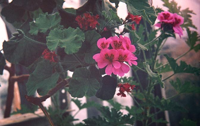 Pelargonium graveolens 