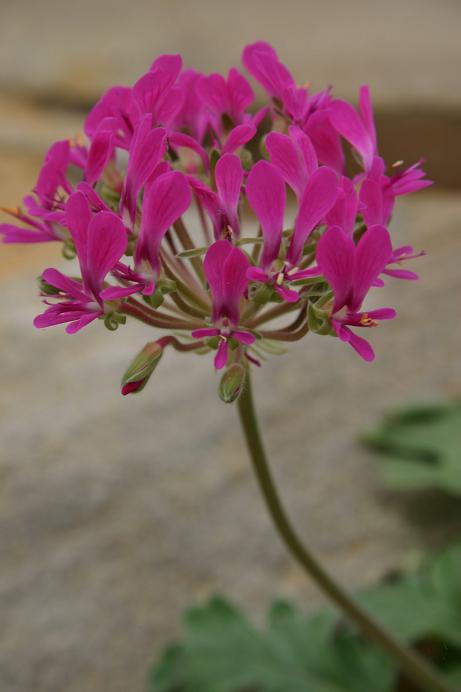 Pelargonium incrassatum 