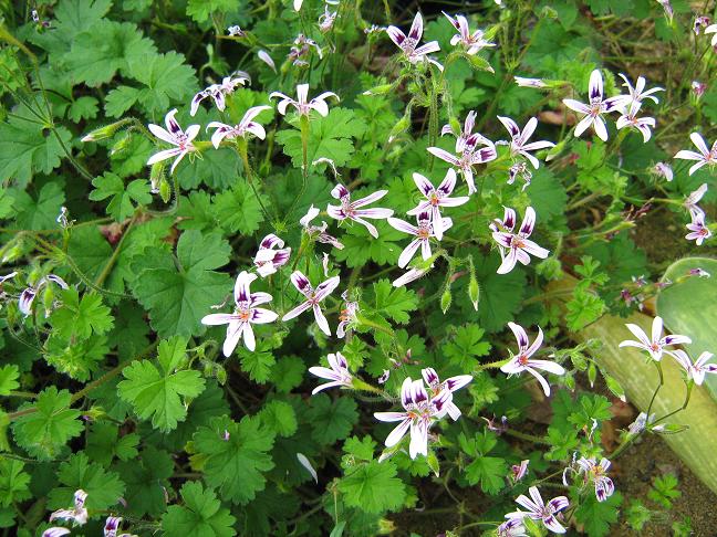 Pelargonium iocastum 