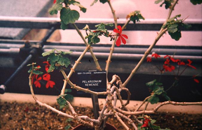 Pelargoniumkewense 