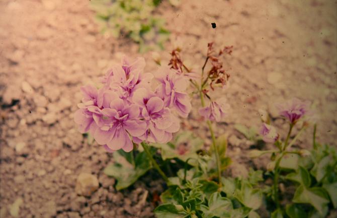 Pelargonium 'Mrs Martin' 