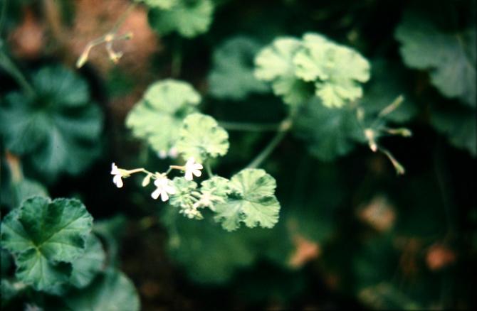 Pelargonium odoratissimum 