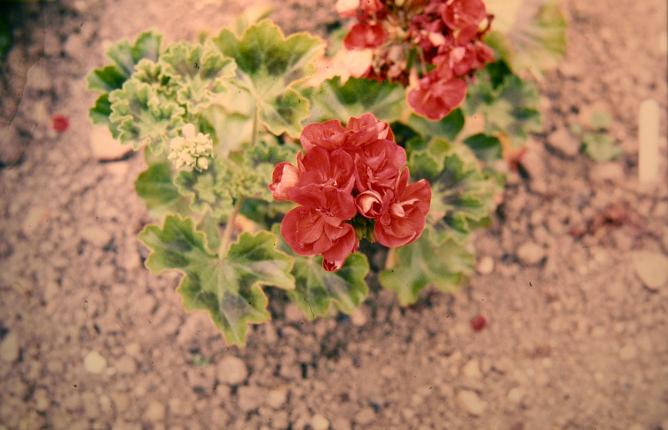 Pelargonium 'Orange Wonder' 