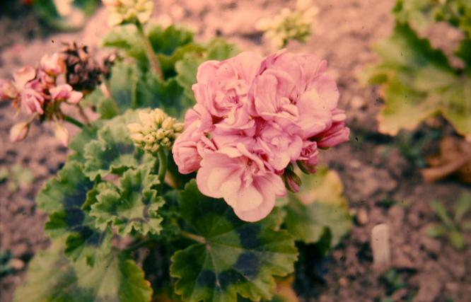 Pelargonium 'Queen of Denmark' 