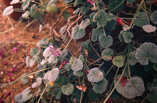 Pelargonium reniforme 