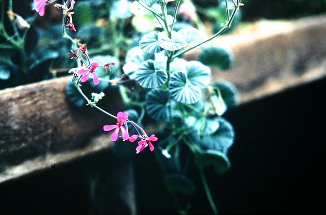 Pelargonium reniforme 